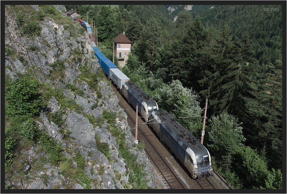 Blaue Ochsen im Gebirge