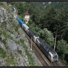 Blaue Ochsen im Gebirge