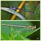 Blaue oder Gemeine Federlibelle  (Platycnemis pennipes)