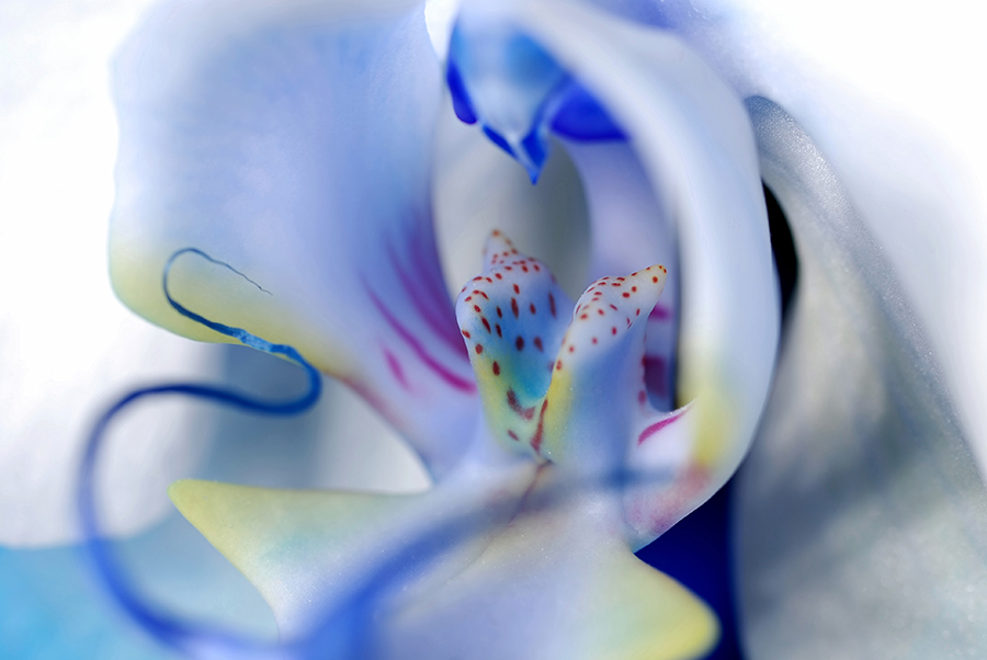 Blaue Orchidee