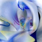 Blaue Orchidee