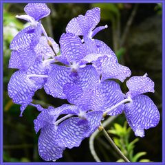 blaue Orchidee 2