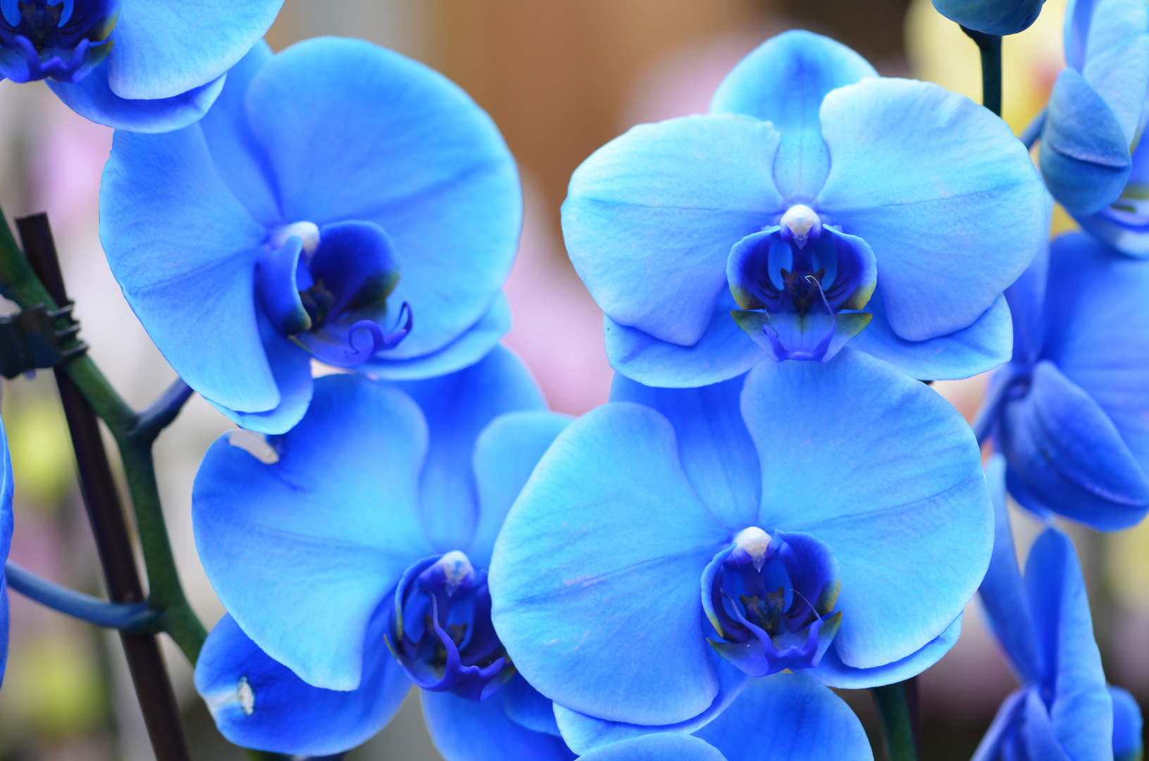 Blaue Orchidee