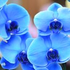 Blaue Orchidee