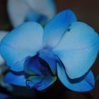 Blaue Orchidee