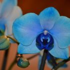 Blaue Orchidee