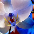 blaue Orchidee