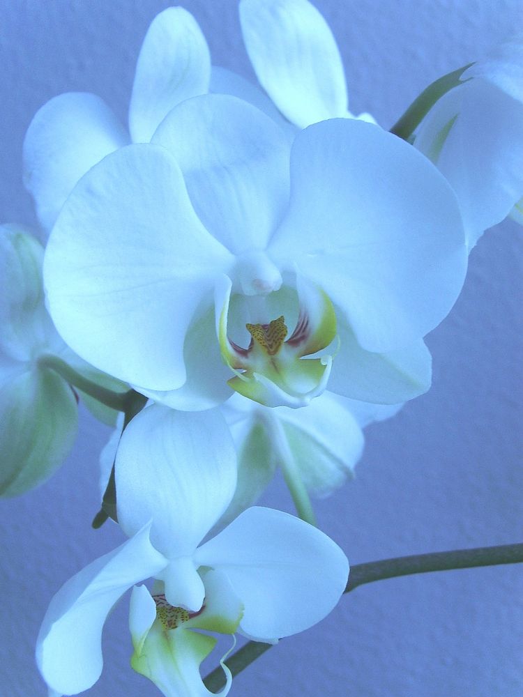 blaue Orchidee