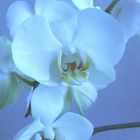 blaue Orchidee