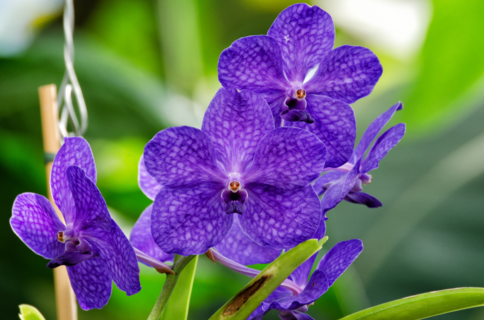 Blaue Orchidee