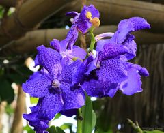 Blaue Orchidee