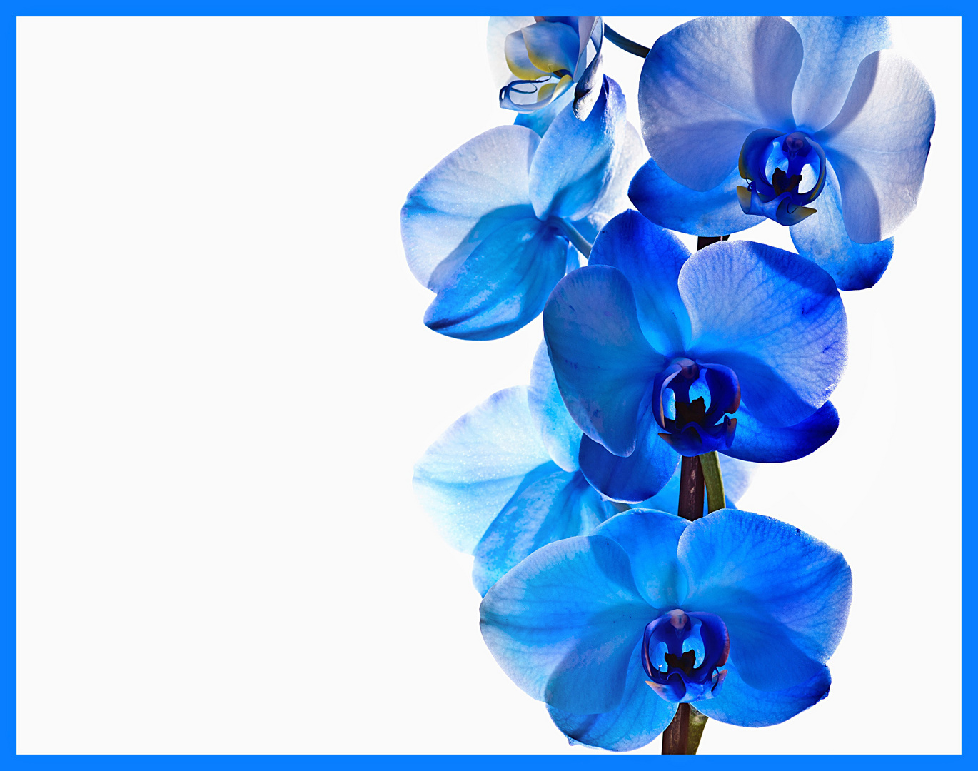 Blaue Orchidee