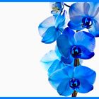 Blaue Orchidee