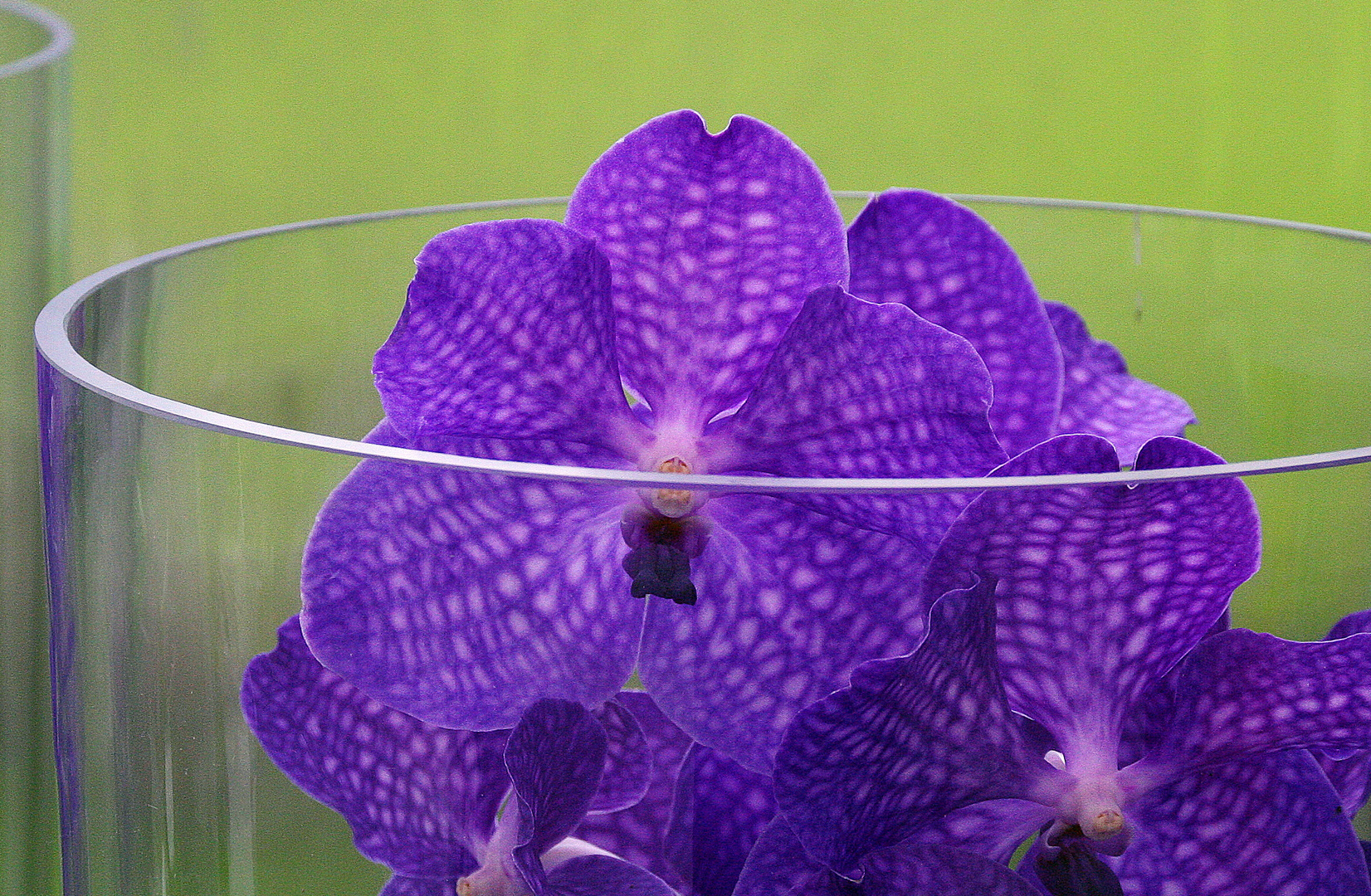 blaue Orchidee....