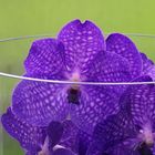 blaue Orchidee....
