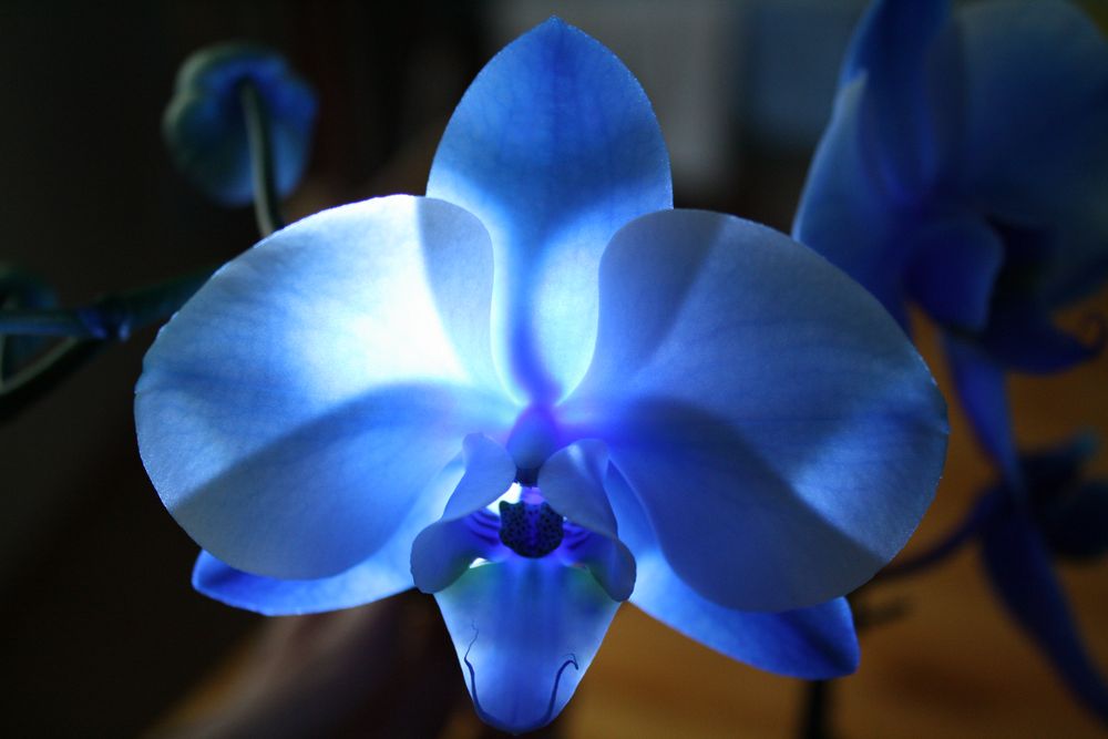 blaue orchidee Foto & Bild | tiere, haustiere, katzen Bilder auf