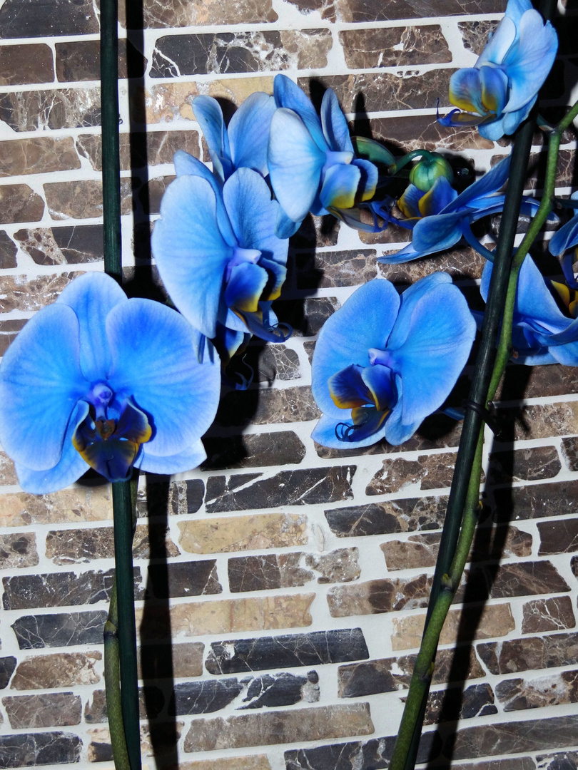 blaue orchidee