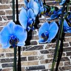 blaue orchidee