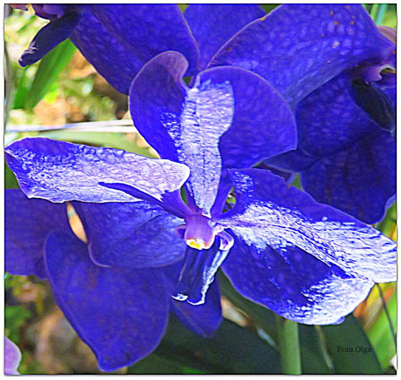 Blaue Orchidee