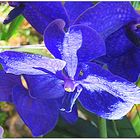 Blaue Orchidee