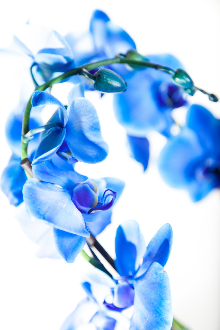 Blaue Orchidee