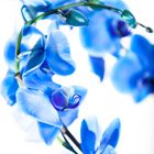 Blaue Orchidee