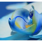 Blaue Orchidee ...