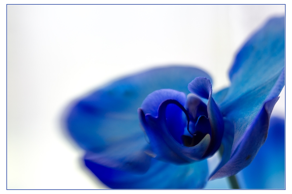 Blaue Orchidee