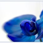 Blaue Orchidee