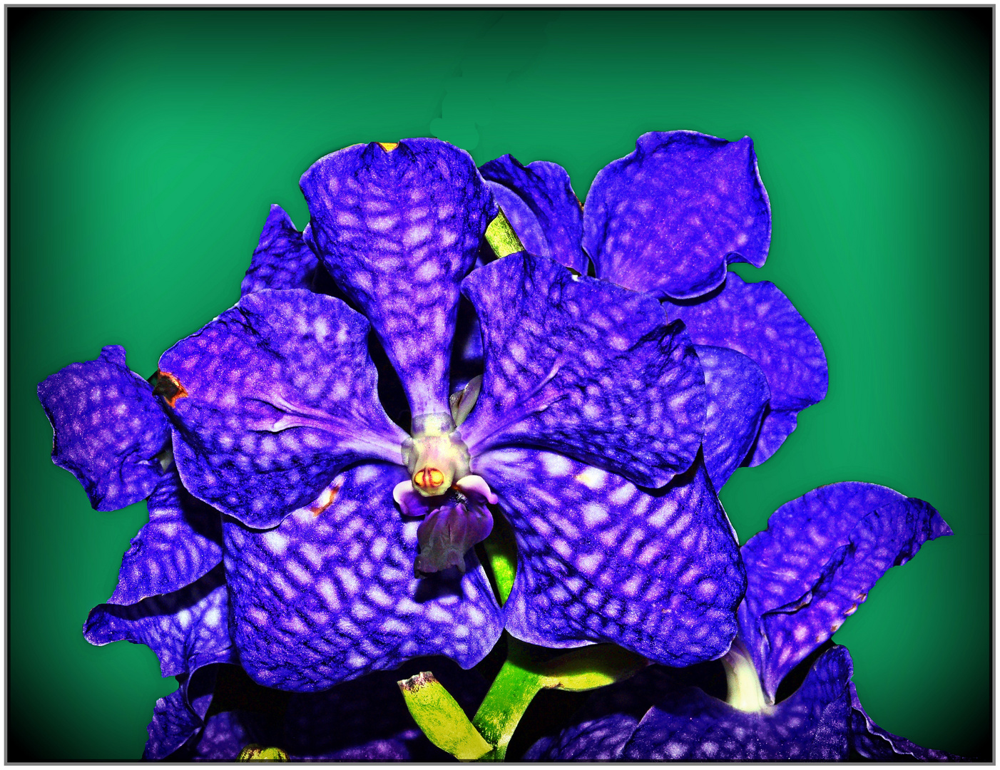 Blaue Orchidee