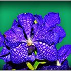 Blaue Orchidee