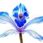 Blaue Orchidee