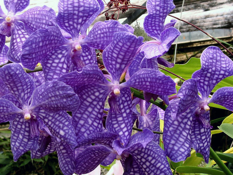 blaue Orchidee