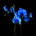 Blaue Orchidee