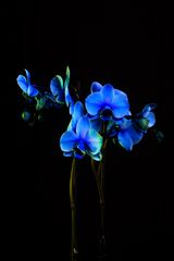 Blaue Orchidee