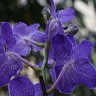 Blaue Orchidee