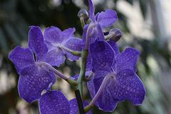 Blaue Orchidee