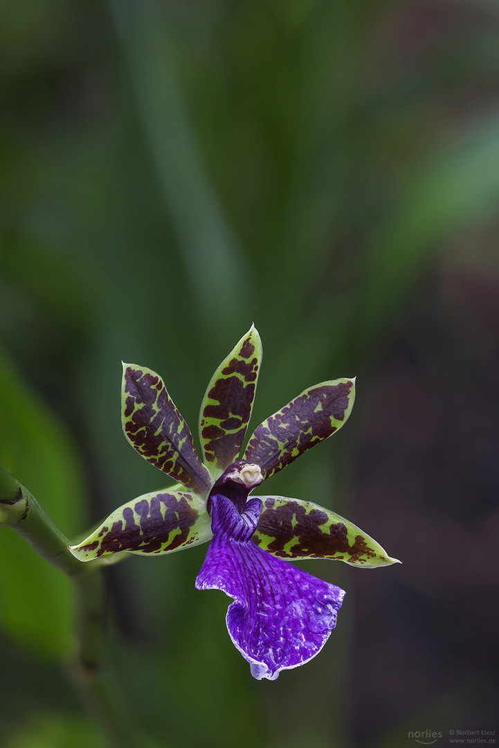 Blaue Orchidee - Zygopetalum hybrid