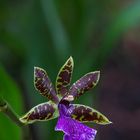 Blaue Orchidee - Zygopetalum hybrid