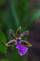 Blaue Orchidee - Zygopetalum hybrid