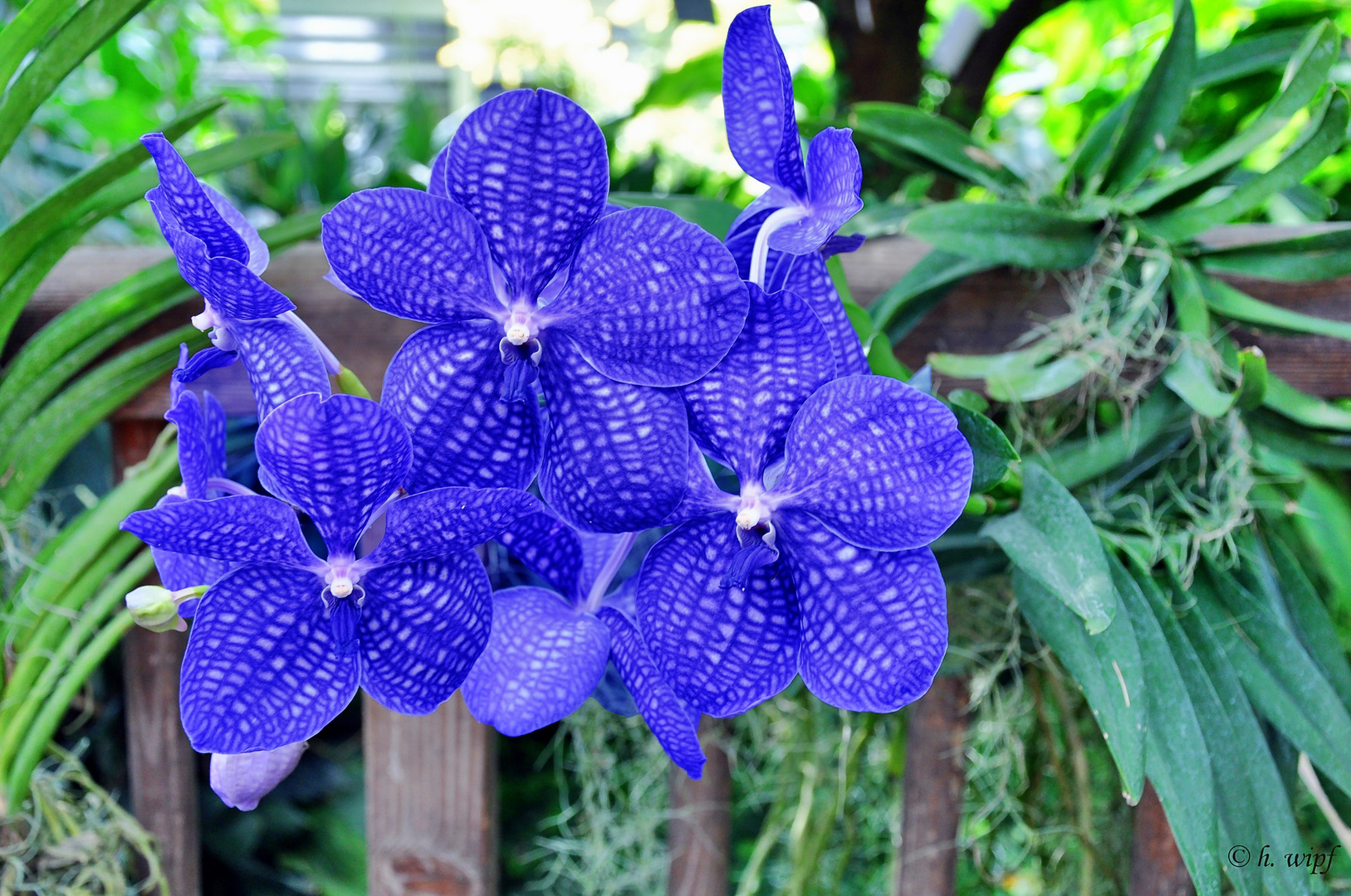 Blaue Orchideen