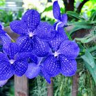 Blaue Orchideen