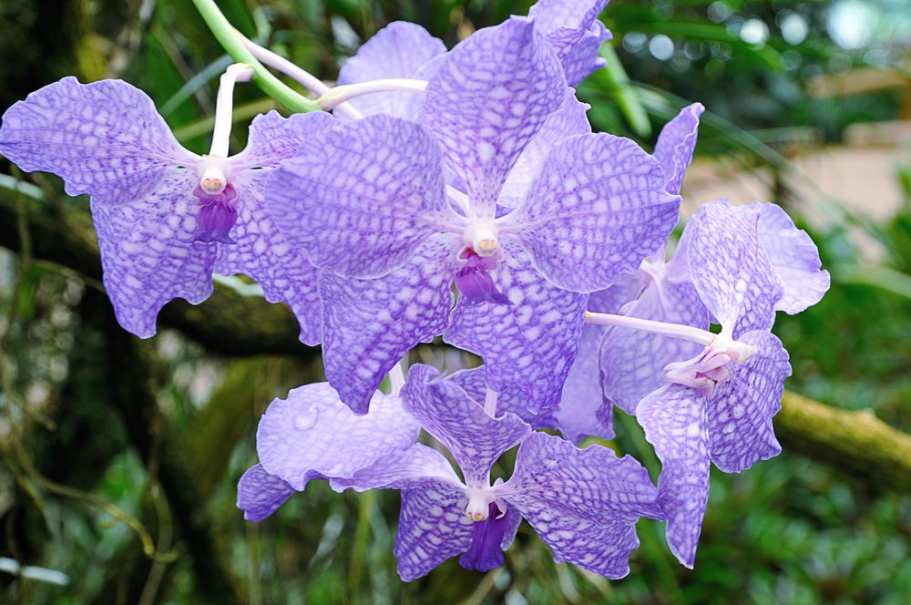 Blaue Orchideen DSC_9777hp