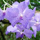 Blaue Orchideen DSC_9777hp