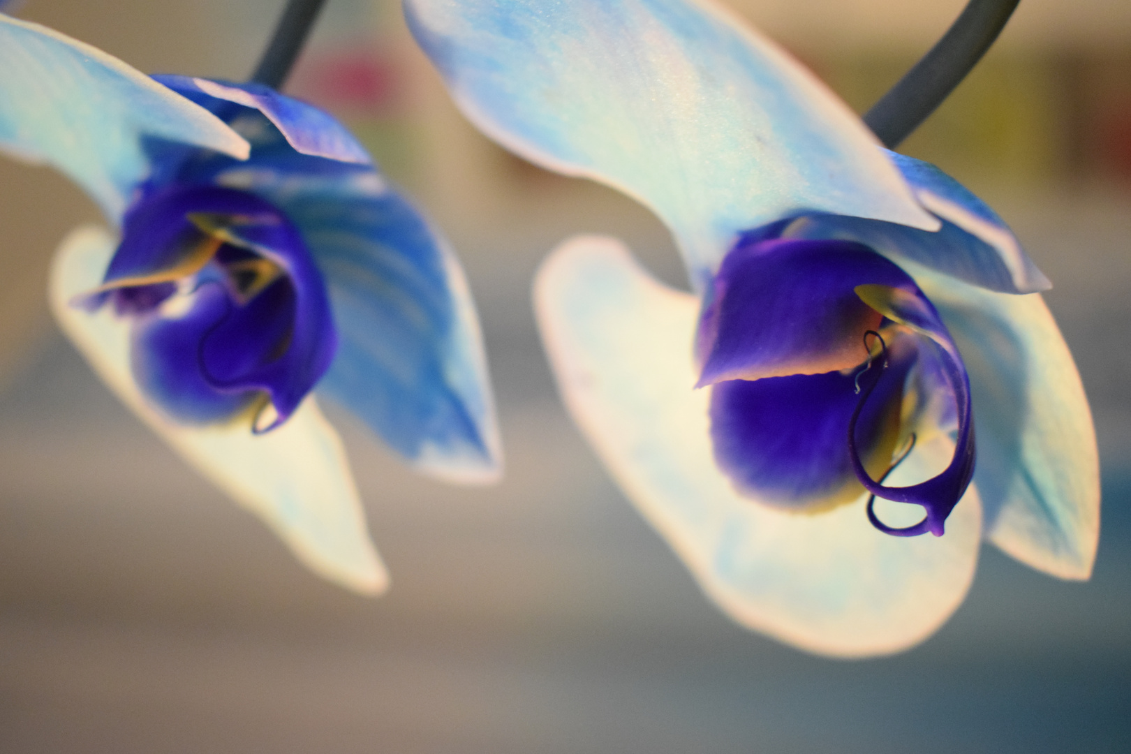 blaue Orchideenfreude