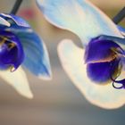 blaue Orchideenfreude