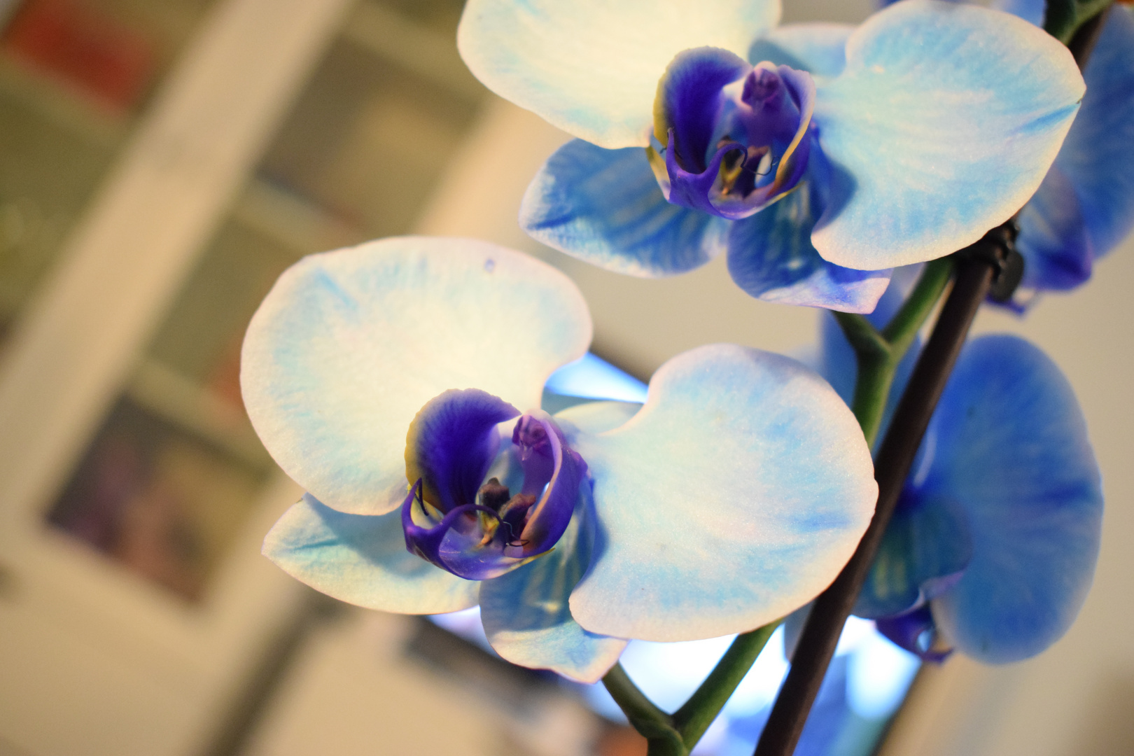 blaue Orchideenfreude_die zweite