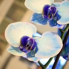 blaue Orchideenfreude_die zweite