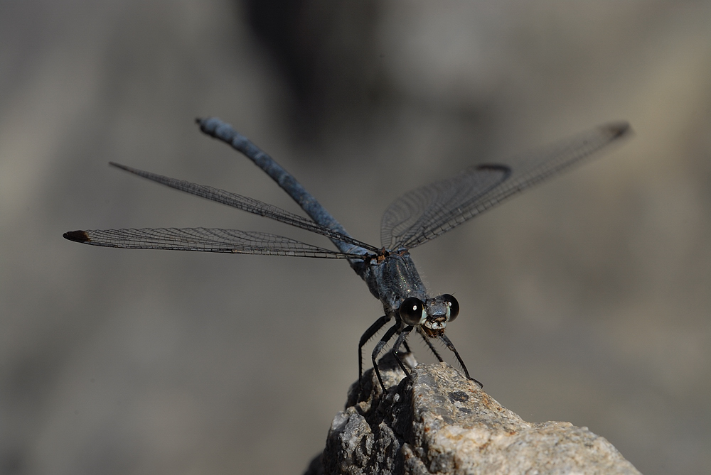 Blaue Orientjungfer