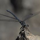 Blaue Orientjungfer